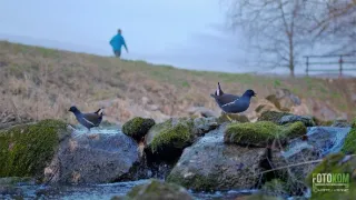 Návrat k ptačím jezerům