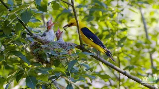 Návrat k ptačím jezerům