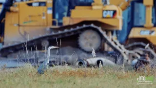 Návrat k ptačím jezerům