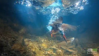 Návrat k ptačím jezerům