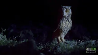 Návrat k ptačím jezerům