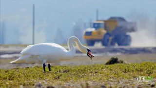 Návrat k ptačím jezerům