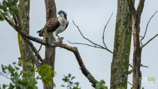 Návrat k ptačím jezerům
