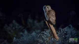 Návrat k ptačím jezerům