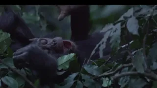 Zvířecí stavitelé