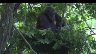 Zvířecí stavitelé