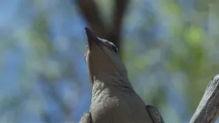 Zvířecí stavitelé