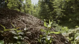 Zvířecí stavitelé