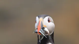 Wales - země se znamením draka