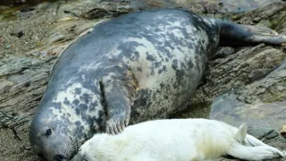 Wales - země se znamením draka