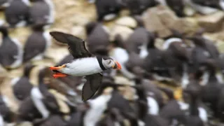 Wales - země se znamením draka