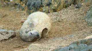 Wales - země se znamením draka
