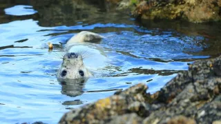 Wales - země se znamením draka