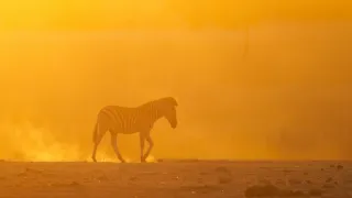 Napájadlo - africká zvieracia oáza (2/3)