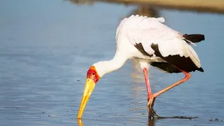 Napájadlo - africká zvieracia oáza (2/3)