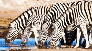 Napájadlo - africká zvieracia oáza (2/3)