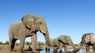 Napájadlo - africká zvieracia oáza (2/3)