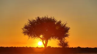 Pštrosy - život v behu