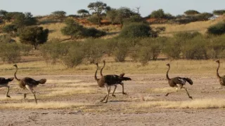 Pštrosy - život v behu