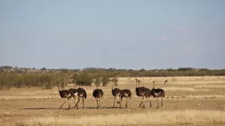 Pštrosy - život v behu