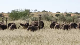 Pštrosy - život v behu