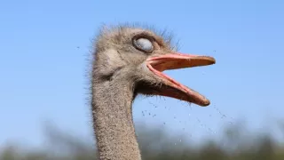 Pštrosy - život v behu