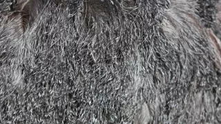 Pštrosy - život v behu