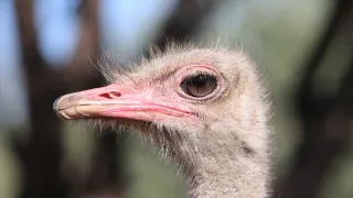 Pštrosy - život v behu