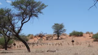 Pštrosy - život v behu