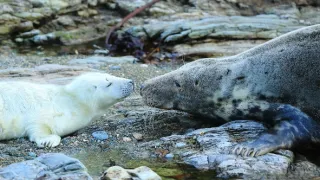 Wales - země se znamením draka