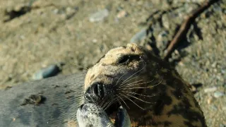 Wales - země se znamením draka