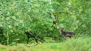 Wales - země se znamením draka