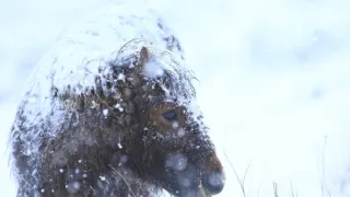 Wales - země se znamením draka