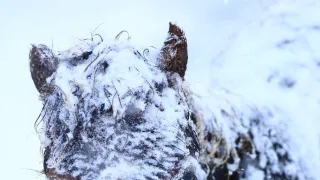 Wales - země se znamením draka
