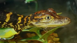 Pozoruhodný svět mláďat (3/6)