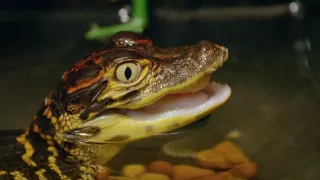 Pozoruhodný svět mláďat (3/6)