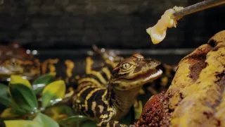 Pozoruhodný svět mláďat (3/6)