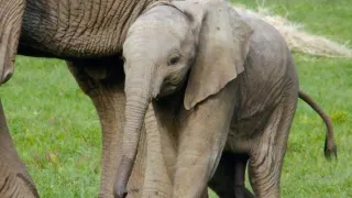 Pozoruhodný svět mláďat (3/6)