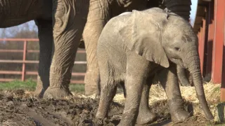 Pozoruhodný svět mláďat (3/6)