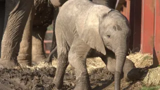 Pozoruhodný svět mláďat (3/6)