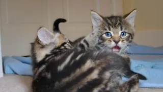 Pozoruhodný svět mláďat (3/6)