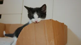 Pozoruhodný svět mláďat (3/6)