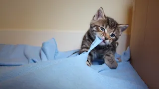 Pozoruhodný svět mláďat (3/6)