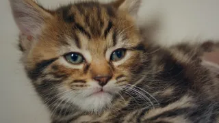 Pozoruhodný svět mláďat (3/6)