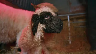 Pozoruhodný svět mláďat (3/6)