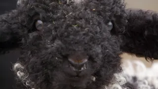 Pozoruhodný svět mláďat (3/6)