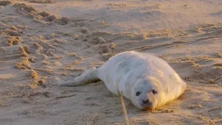 Pozoruhodný svět mláďat (3/6)