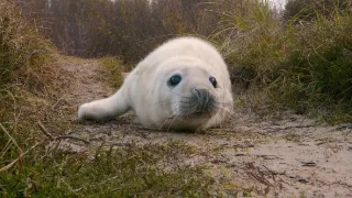 Pozoruhodný svět mláďat (3/6)