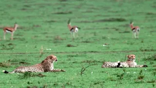 Vek mačkovitých šeliem (2/3)