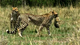 Vek mačkovitých šeliem (2/3)